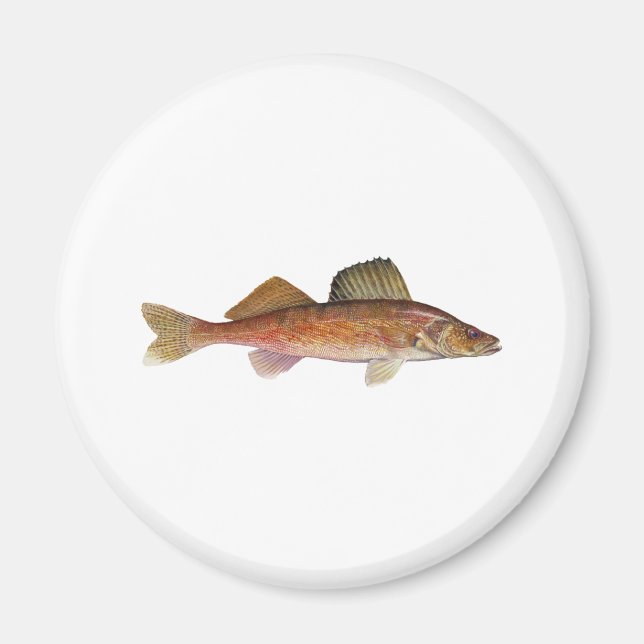 Walleye Magnet (Front)