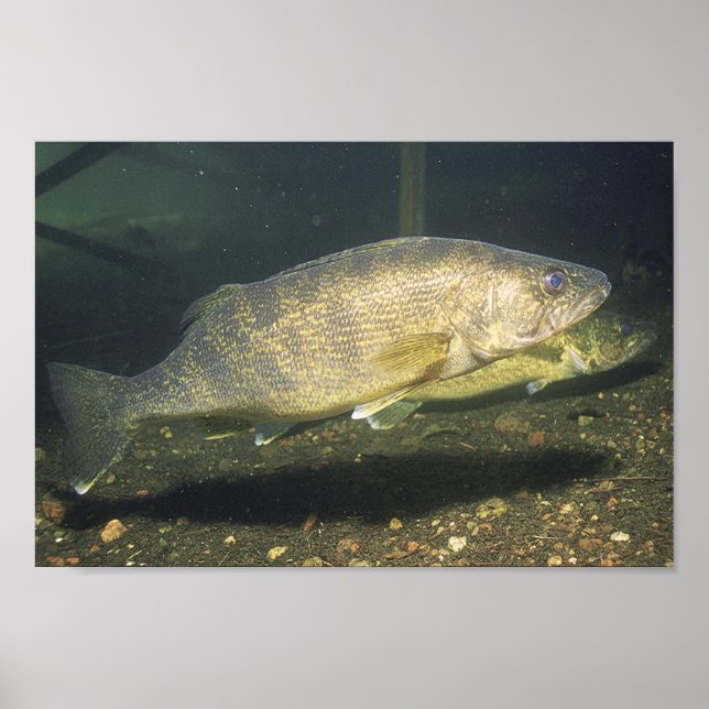 Walleye Swimming Fish in Tank Small Poster (Front)
