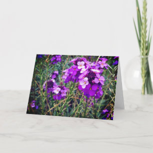 Wallflower Bowles Mauve #1 Card