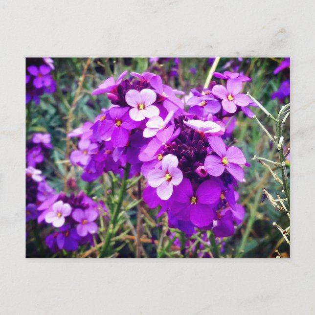 Wallflower Bowles Mauve #1 Postcard (Front)