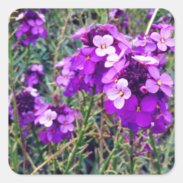 Wallflower Bowles Mauve #1 Stickers (Front)