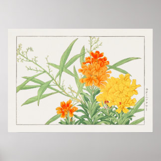 Wallflower Plant, Yellow & Orange Flower by Konan, Poster