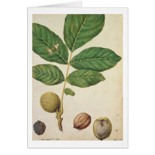 Walnut, c.1568 (w/c on paper)