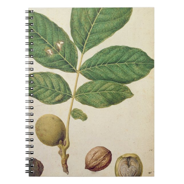 Walnut, c.1568 (w/c on paper) notebook (Front)