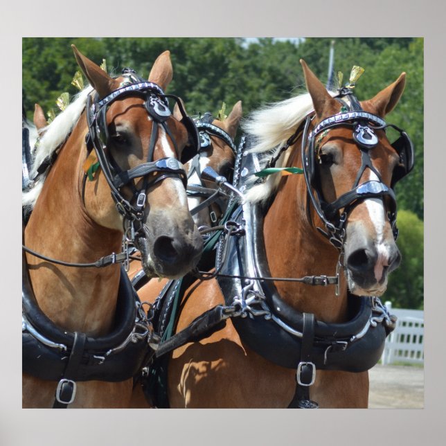 Walnut Hill Carriage Driving Horse Show Poster (Front)