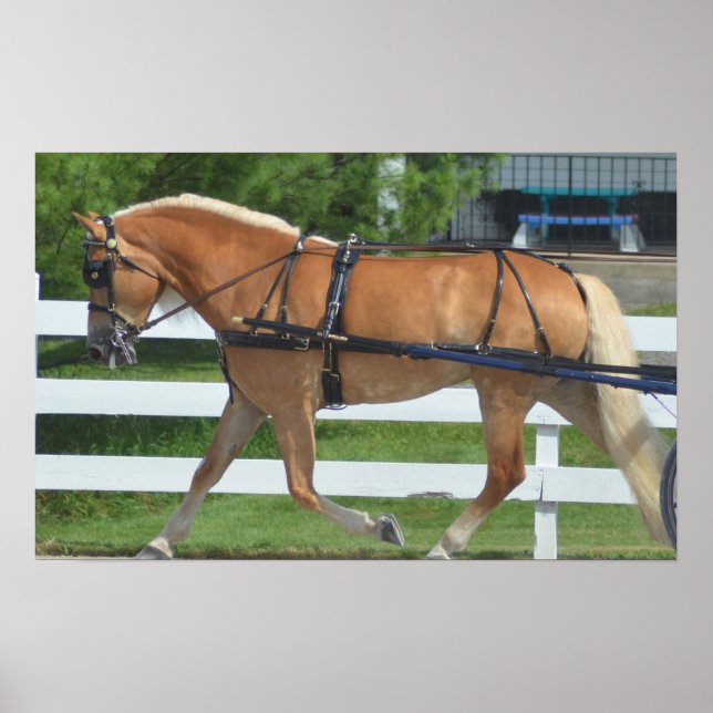 Walnut Hill Carriage Driving Horse Show Poster (Front)