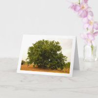 Walnut Tree Landscape