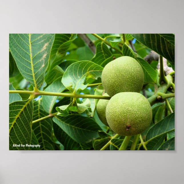Walnuts in Green Foliage Poster (Front)