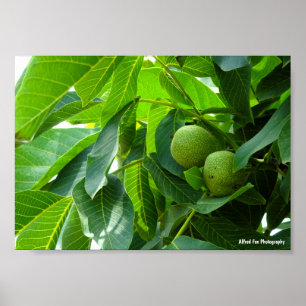 Walnuts in Green Lit Foliage Poster