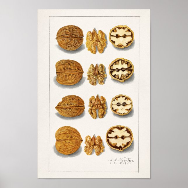 Walnuts (Juglans) Fruit Watercolor Painting Poster (Front)