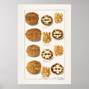 Walnuts (Juglans) Seed Watercolor Painting Poster
