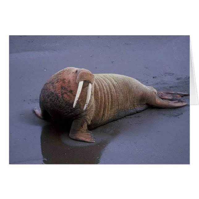 Walrus (Front Horizontal)