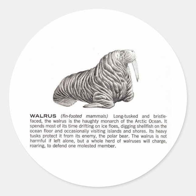 walrus classic round sticker (Front)