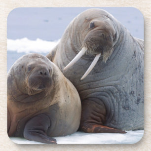 Walrus cow and calf rest on a sea ice floe coaster