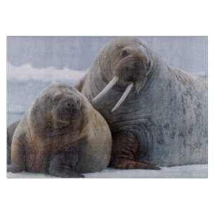 Walrus cow and calf rest on a sea ice floe cutting board