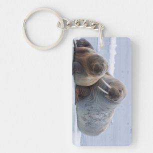 Walrus cow and calf rest on a sea ice floe key ring