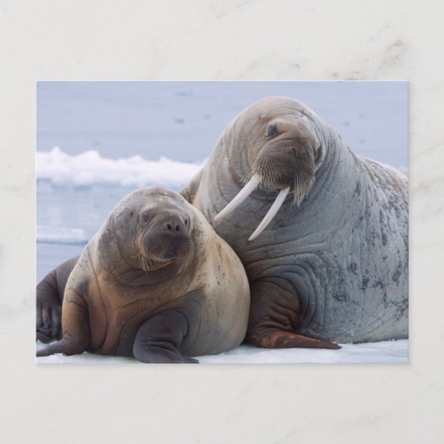 Walrus cow and calf rest on a sea ice floe postcard (Front)