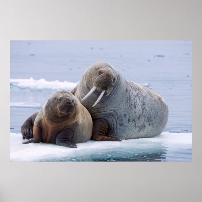 Walrus cow and calf rest on a sea ice floe poster (Front)