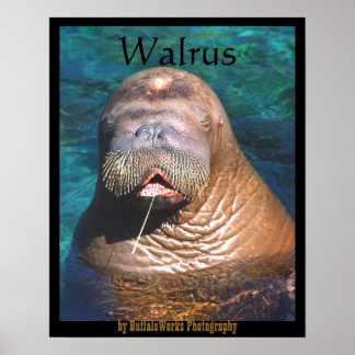 Walrus Eyes Closed Poster