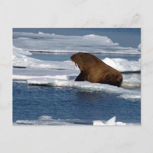 Walrus in the Arctic Ocean Postcard (Front)