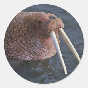 Walrus on Togiak National Wildlife Refuge Classic Round Sticker