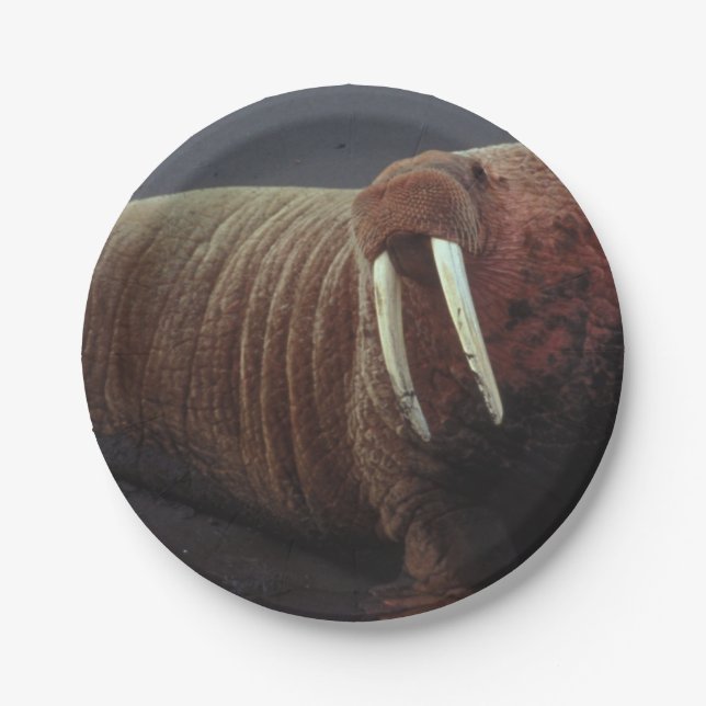 Walrus Paper Plate (Front)
