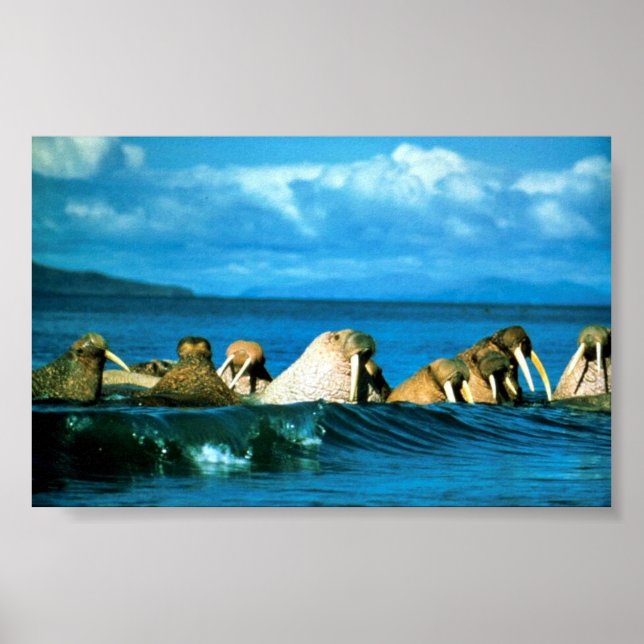 Walrus Poster (Front)