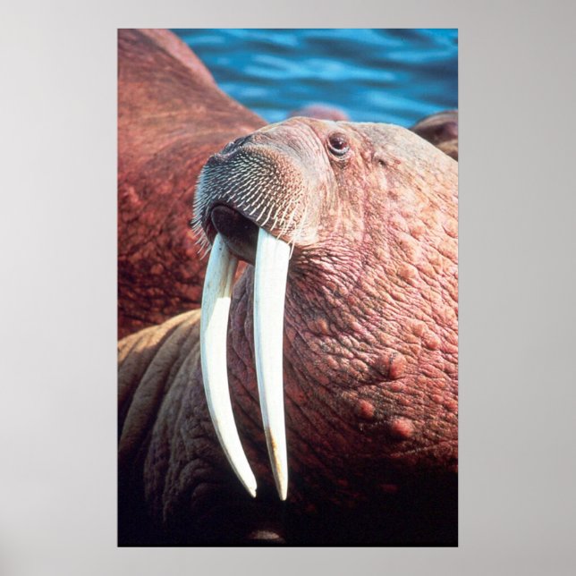 Walrus Poster (Front)