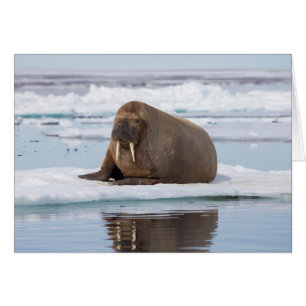 Walrus resting on ice, Norway