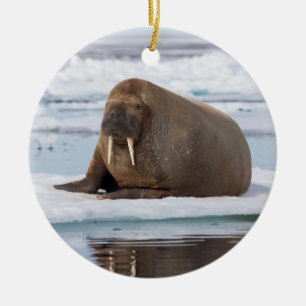 Walrus resting on ice, Norway Ceramic Ornament