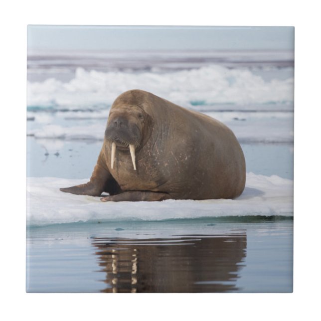 Walrus resting on ice, Norway Ceramic Tile (Front)