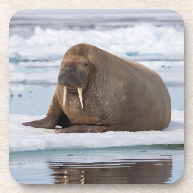 Walrus resting on ice, Norway Coaster (Front)