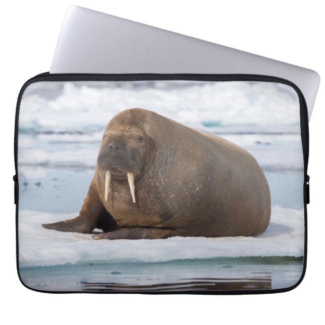 Walrus resting on ice, Norway Laptop Sleeve (Front)