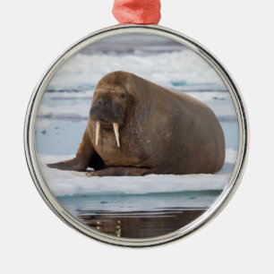 Walrus resting on ice, Norway Metal Ornament