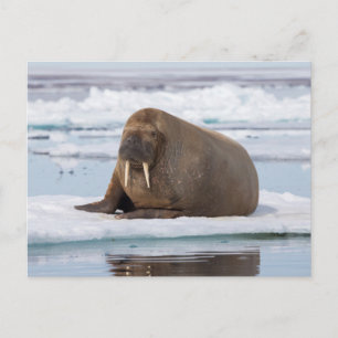 Walrus resting on ice, Norway Postcard