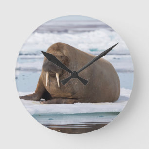 Walrus resting on ice, Norway Round Clock