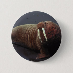Walrus Round Button