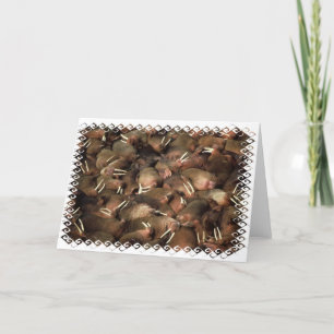 Walruses Greeting Card