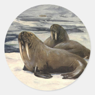 Walruses in the Arctic Snow, Vintage Marine Animal Classic Round Sticker