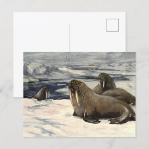 Walruses in the Arctic Snow, Vintage Marine Animal Postcard