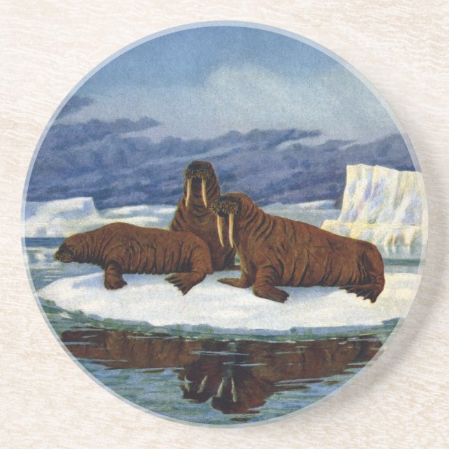 Walruses on an Ice Floe Coaster (Front)
