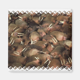 Walruses Square Magnet