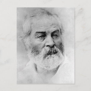 Walt Whitman Civil War Years Age 44 Postcard