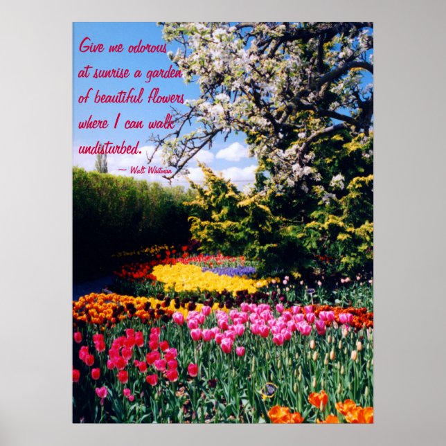 Walt Whitman Tulip Garden Poster (Front)