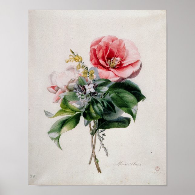 wamellia and Broom Poster (Front)