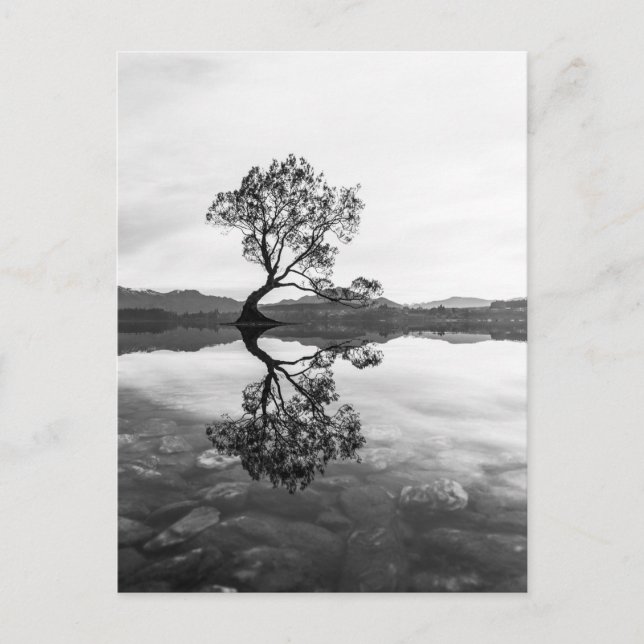 Wanaka Tree New Zealand Landscape Photography Postcard (Front)