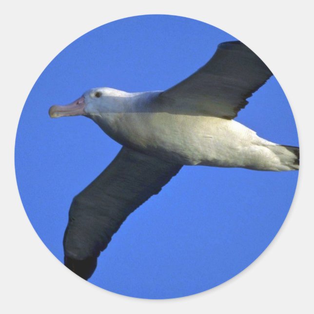 Wandering Albatross In Flight Classic Round Sticker (Front)