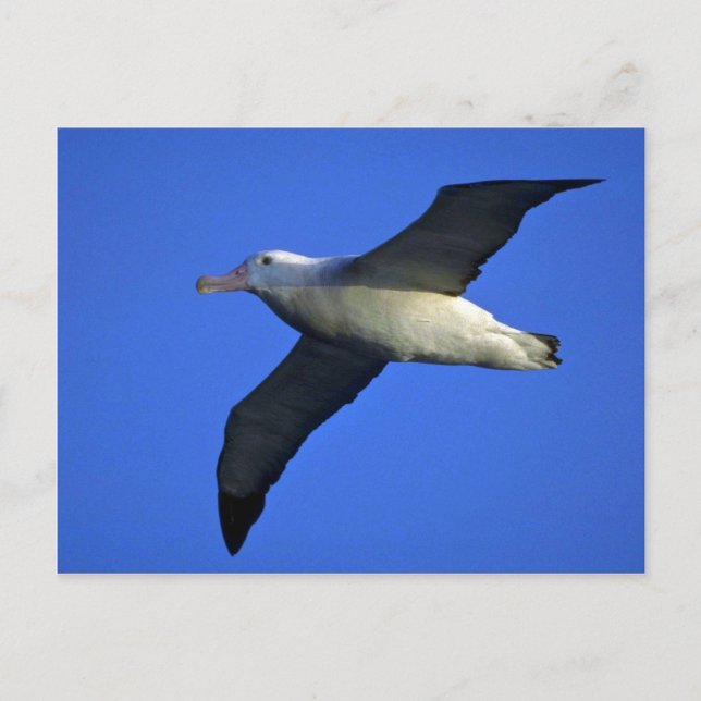 Wandering Albatross In Flight Postcard (Front)