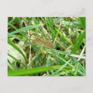 Wandering Spider in Grass Postcard