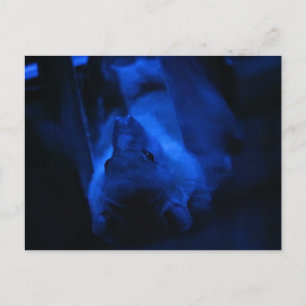 Wanna hang out? postcard